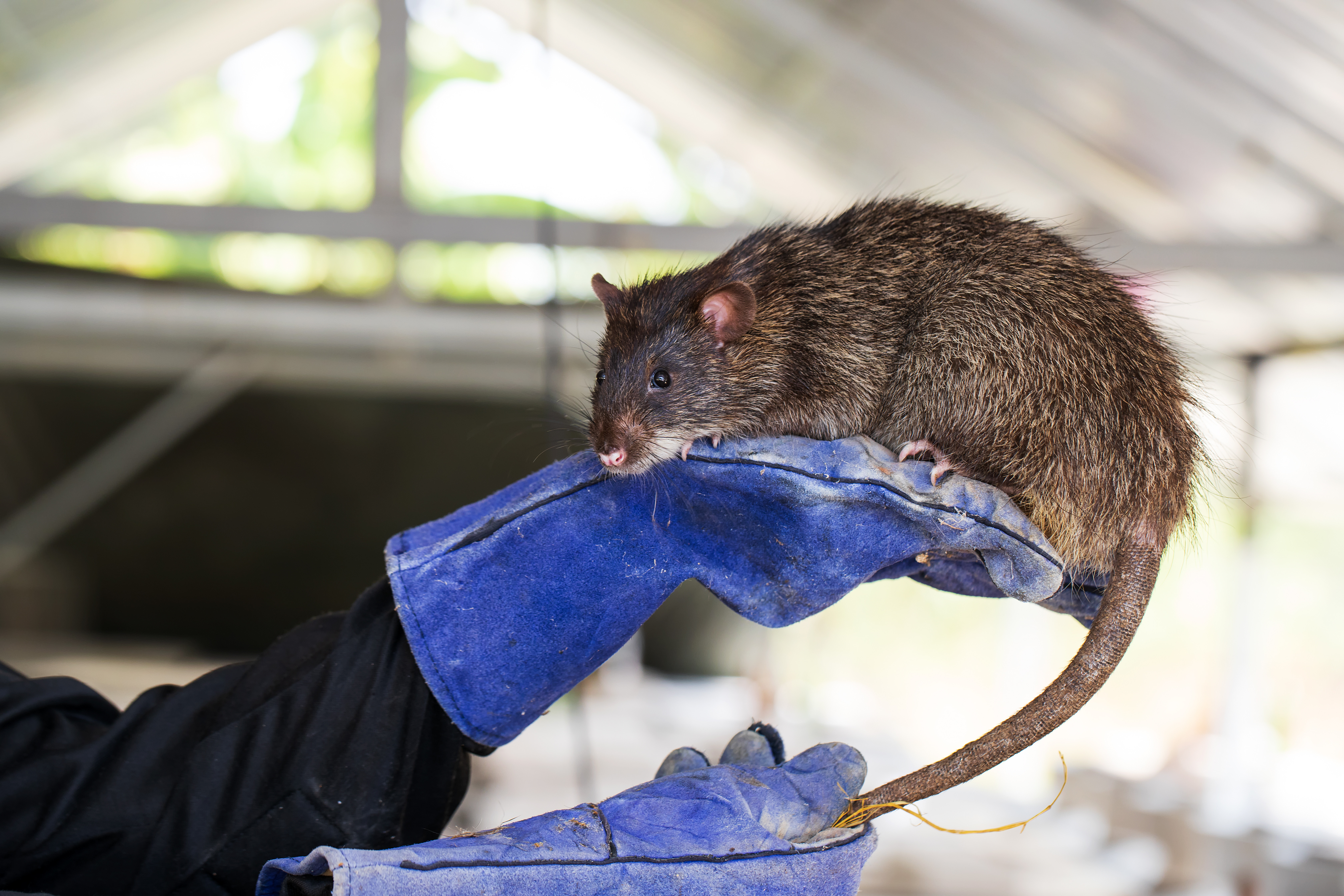 Șobolani mutanți, &icirc;n căminele unei universități istorice. Nu mai pot fi otrăviți iar studenții stau numai &icirc;ncălțați