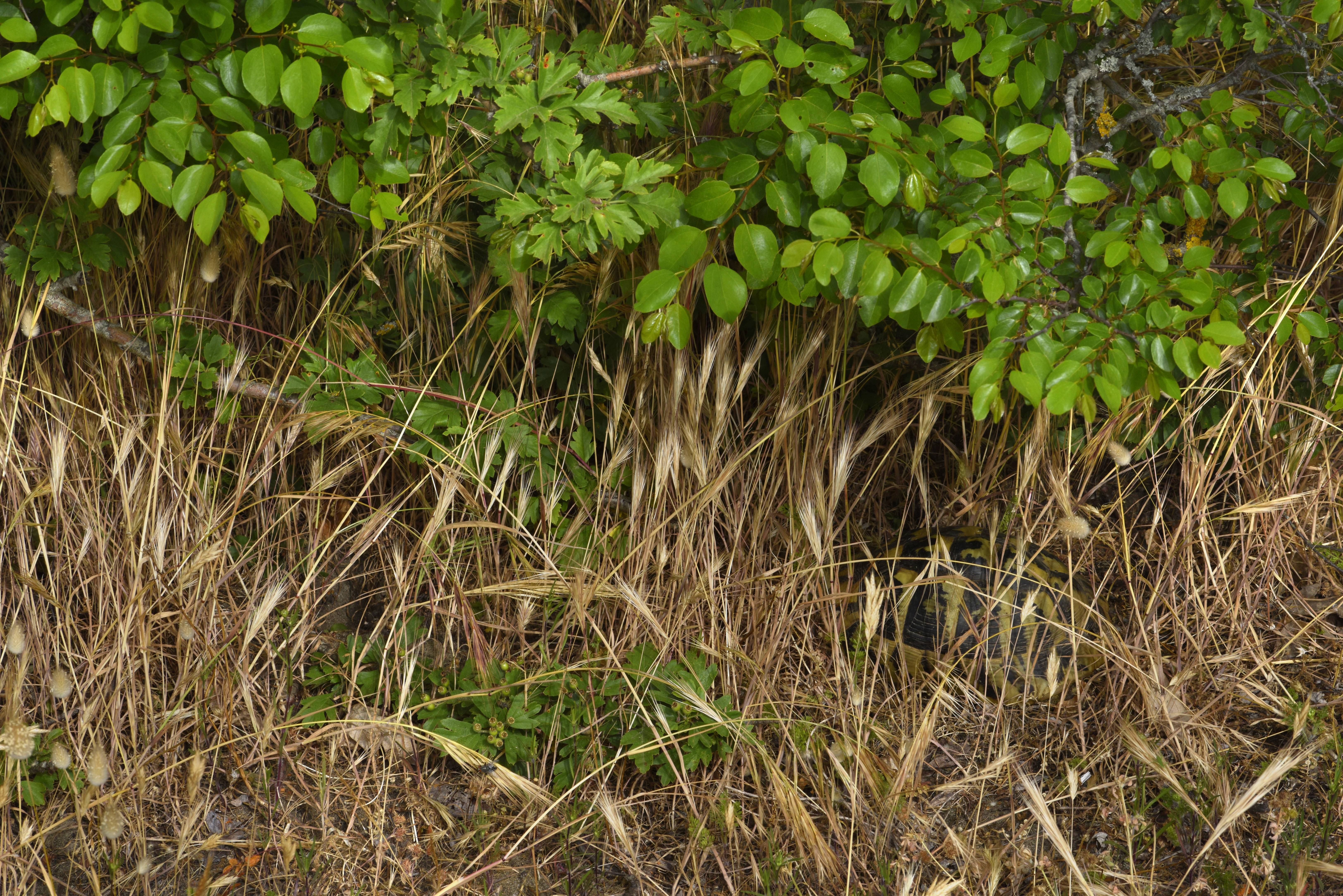 Apariție misterioasă pe malul unui râu din Iași. Locul a fost invadat de animale care nu au ce căuta în libertate