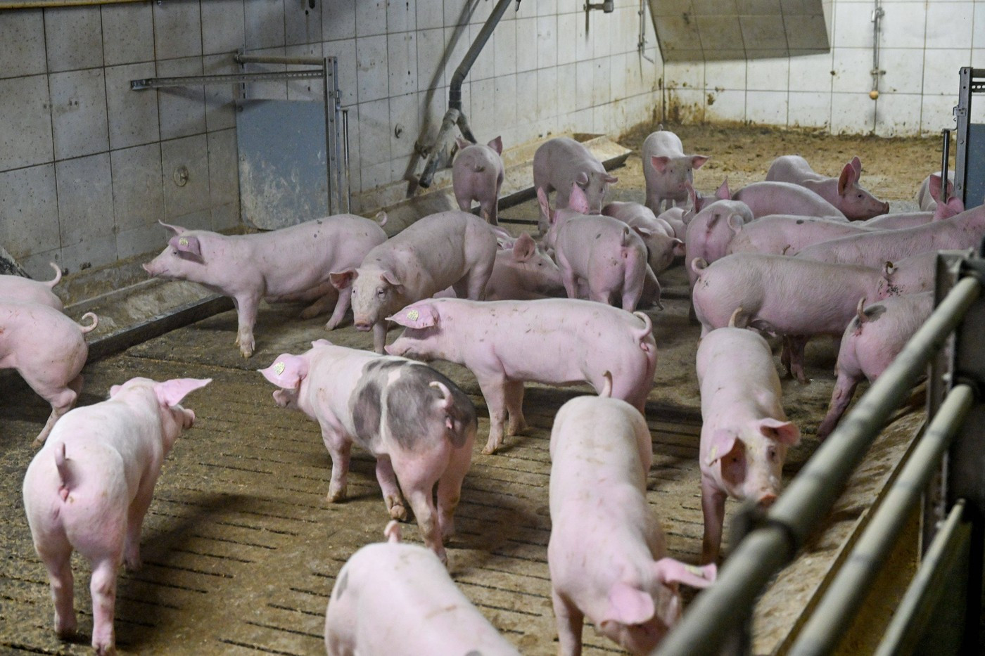 Satul care duhnește din cauza fermei de porci. Oamenii au sângerări nazale, femeile sunt sfătuite să nu rămână gravide