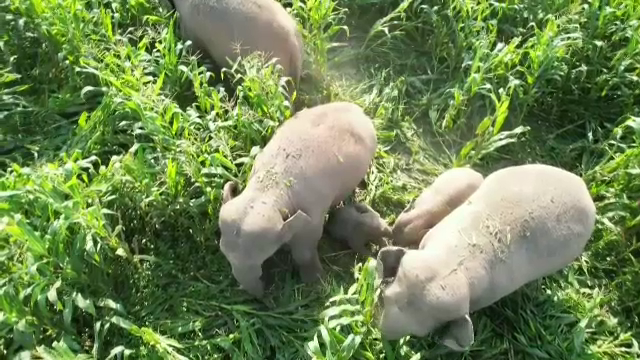 Imagini rare surpinse de drone, în China. Momente unice din viața unei mari familii de elefanți