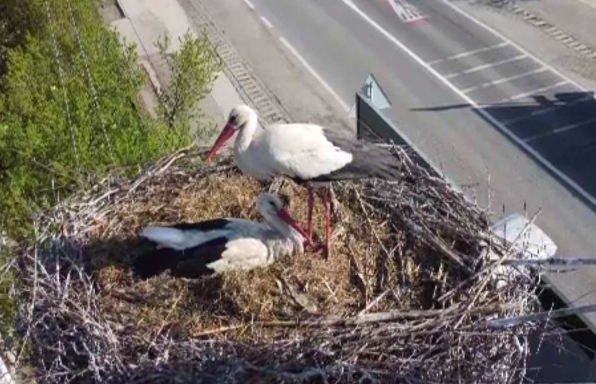 Cea mai bătrână barză din România împlinește 21 de ani. Biolog: „Face o navetă în fiecare an până în Africa și înapoi"