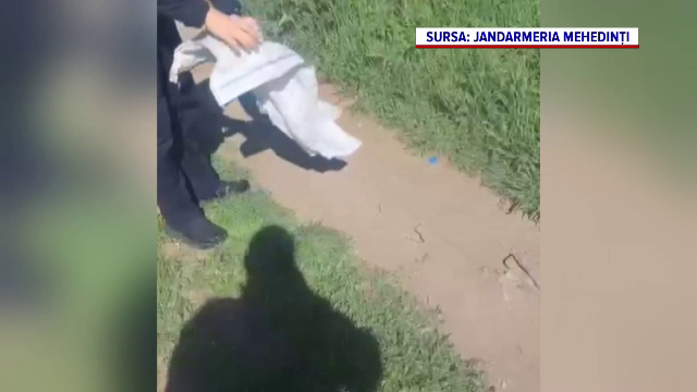 Pui de viperă, găsit în toaleta unei firme din Drobeta-Turnu Severin. A fost dus la marginea orașului de către jandarmi