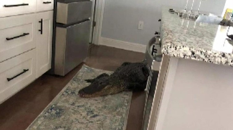 Monstrul cu care o pensionară s-a trezit în casă. Bătrâna abia se mutase în acea locuință