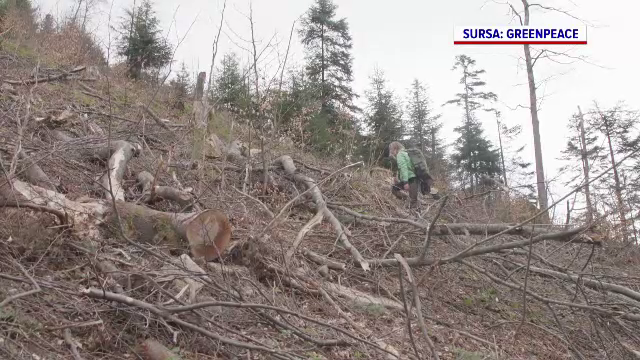 Ministerul Mediului va ancheta tăierile de păduri investigate de Greenpeace și acuzațiile aduse IKEA