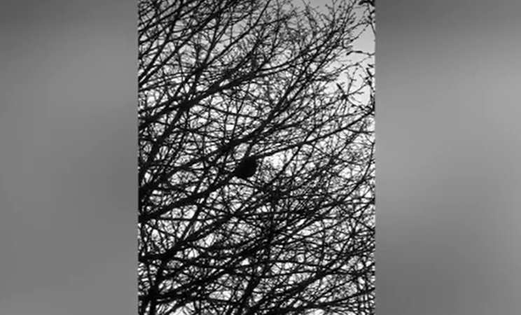 O pasăre imită sirenele maşinilor de poliţie şi îi derutează pe poliţiştii dintr-un oraș britanic. VIDEO