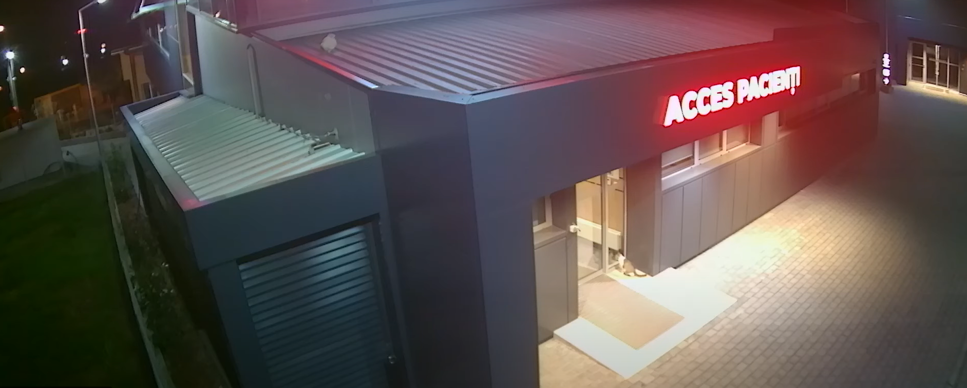 O pisică a venit să nască la o clinică veterinară din Iași. „A mieunat puternic la ușă” ca să fie primită | VIDEO emoționant