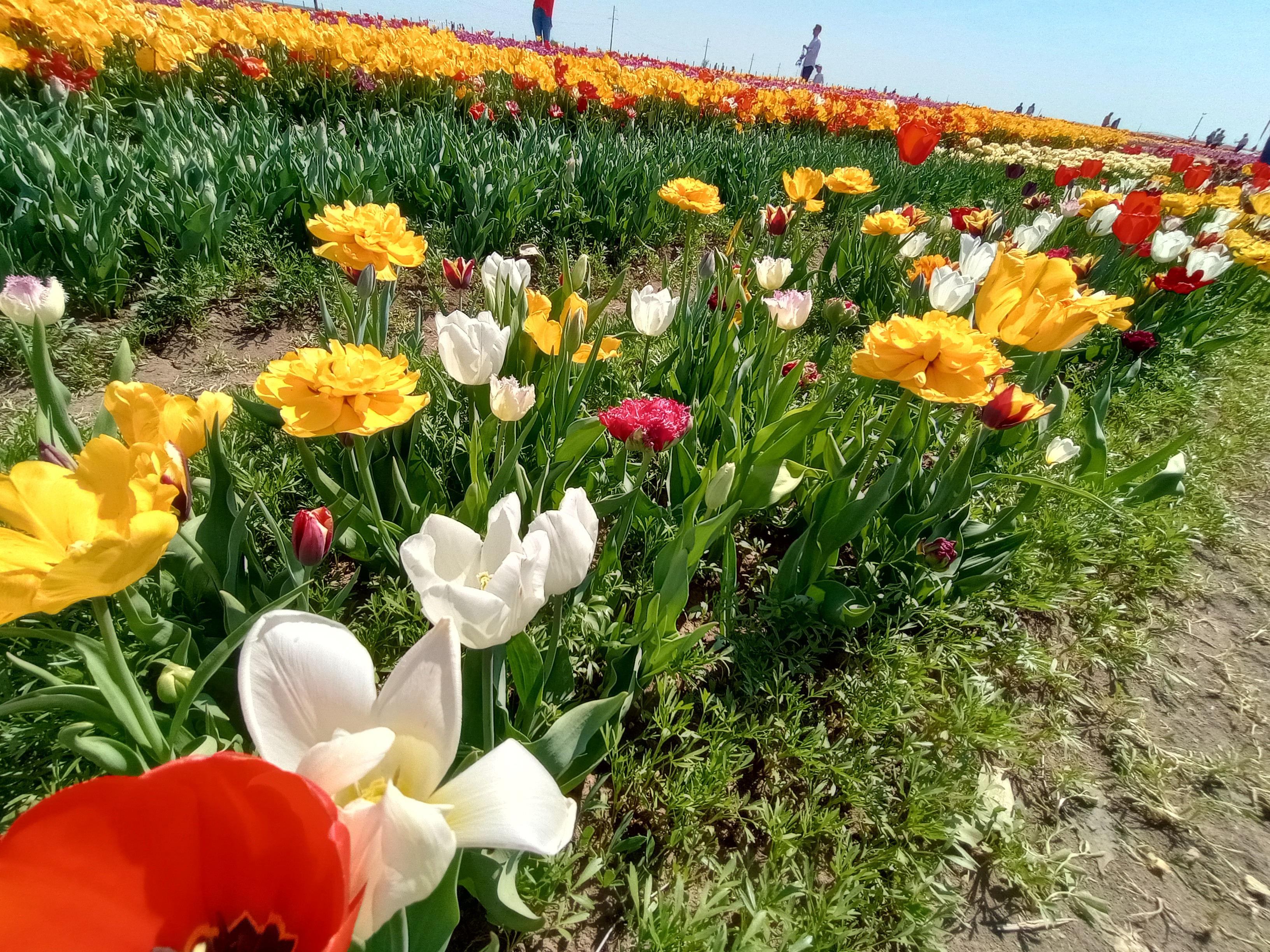 Locul de lângă București care a devenit viral. Peste 1 milion de lalele de toate formele și culorile, „instagramabile”