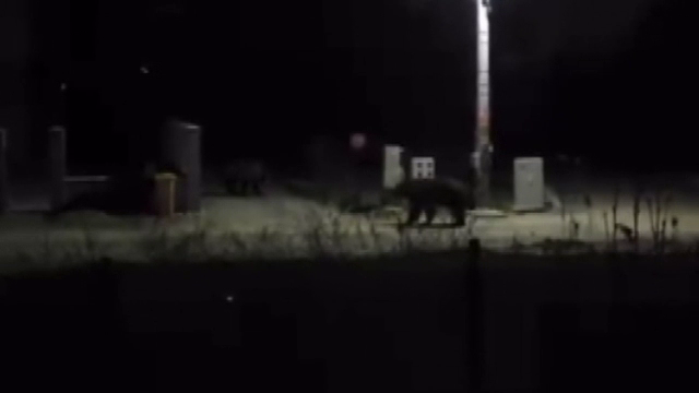 Urșii dau târcoale pe străzile din satele din Mureș. Localnicii trăiesc în spaimă. „Pot da nas în nas cu ursul”