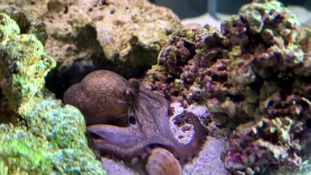 Povestea unui băiețel care a adoptat o caracatiță pe nume Terrance. „Este pur și simplu un miracol”