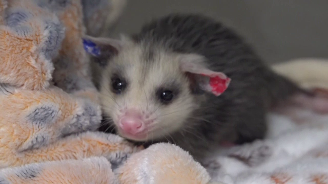 Șocul unei șoferițe care a zărit pe marginea drumului o vietate care scâncea și se mișca haotic. A avut parte de o surpriză