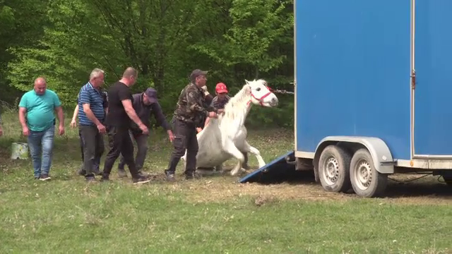 O iapă care și-a slujit stăpânii ani de zile, abandonată pe un câmp, în Prahova. Era slăbită după ce fătase un mânz