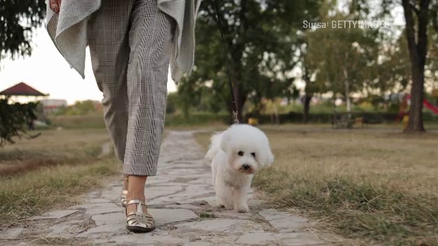 Care sunt cele mai populare rase de câini din România. Rex, Max, Bobiță și Bella, cele mai comune nume