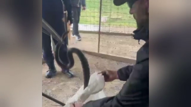 Un şarpe de doi metri a fost găsit în anexa unei gospodării din Mehedinți. Cum a reacționat proprietarul