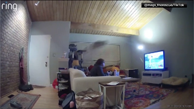 Saltul ireal reușit de o pisică. Imaginile au strâns peste 50 de milioane de vizualizări