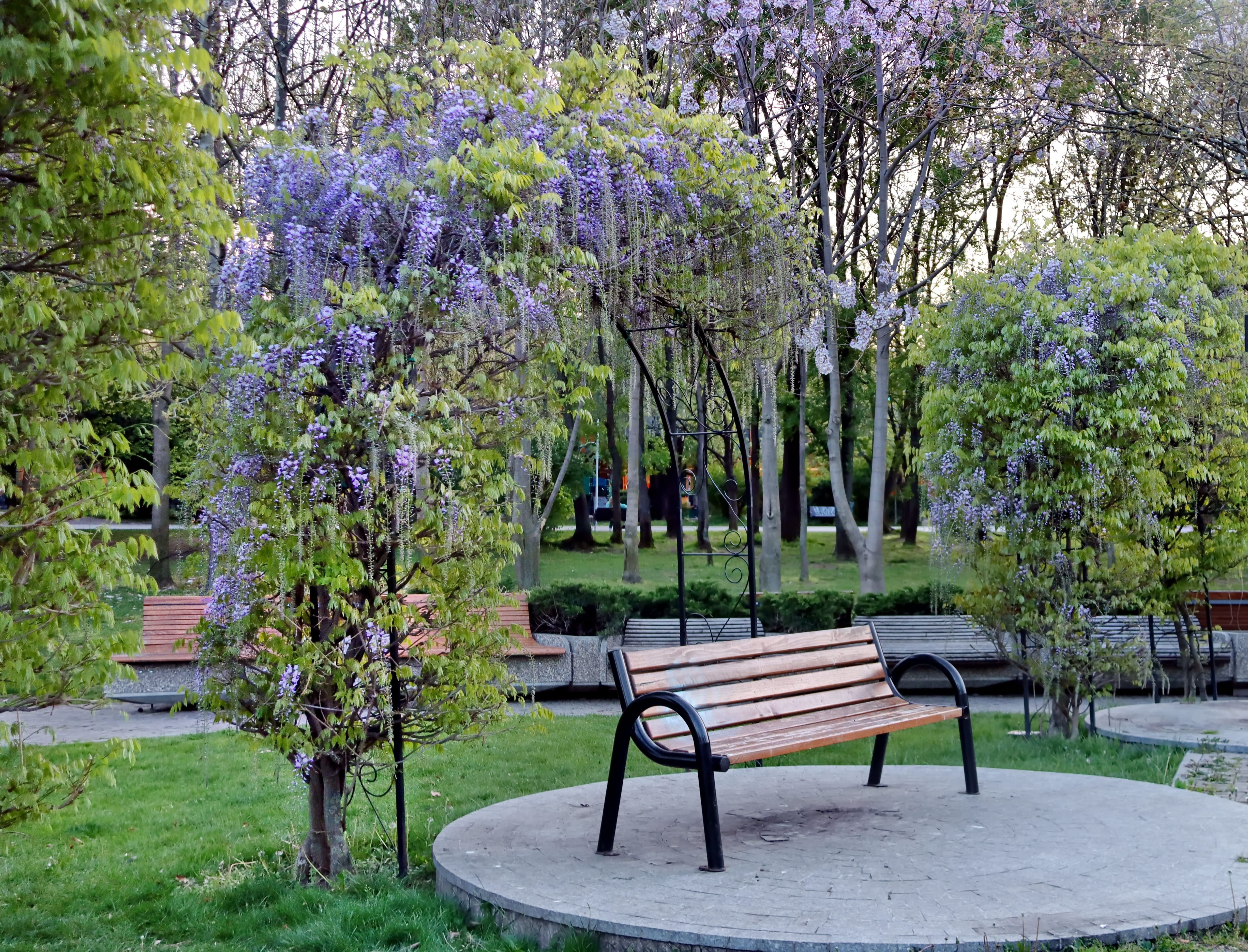 Unde sunt cele mai spectaculoase glicine în București. Zonele cu florile care sunt uneori confundate cu liliacul