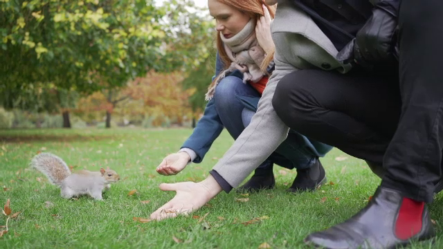 Descoperire încântătoare în Sibiu. Oamenii se adună în parcuri să le vadă
