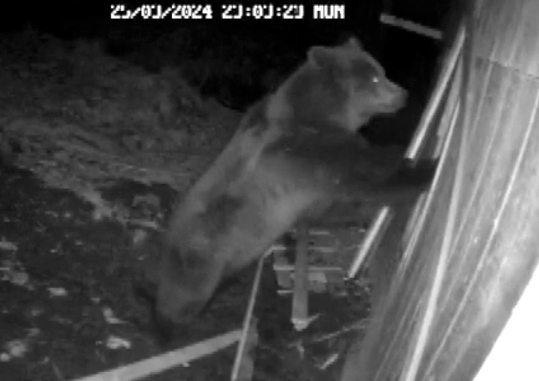 Zeci de oi ucise de urși, în județul Mureș. Terorizați, localnicii spun că animalele încearcă să intre și în case