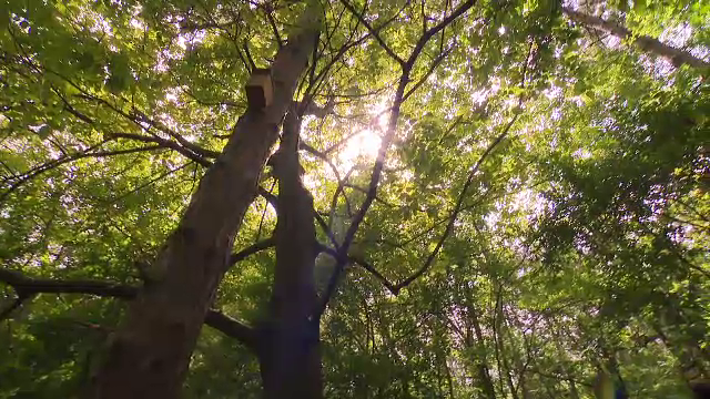 Cinci zone verzi din București ar putea fi incluse pe lista ariilor protejate. Sunt vitale pentru sănătatea noastră