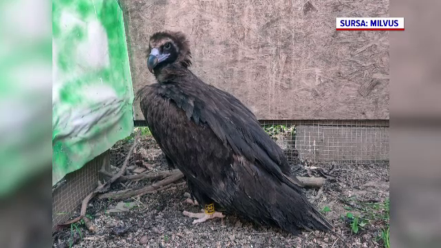 Un vultur negru a fost găsit împușcat în România. A dispărut de la noi acum aproximativ 100 de ani