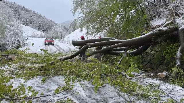 Un nou episod de iarnă bulversează nordul României. A nins puternic, iar vântul a frânt copacii