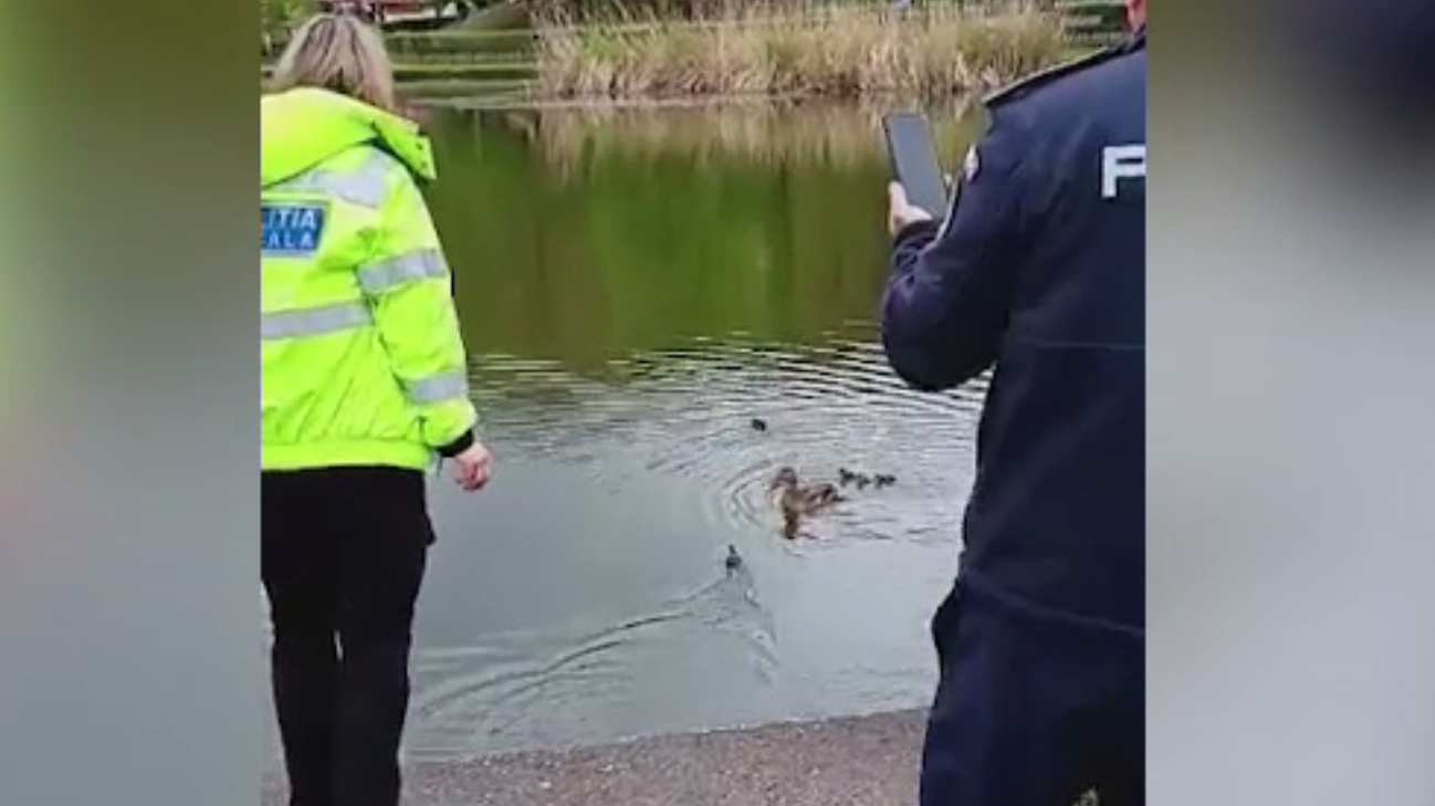 Boboci de rață sălbatică, salvați de pompieri, la Brașov. Căzuseră într-un canal