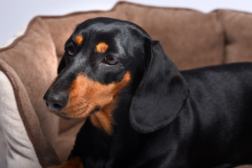 Un câine teckel a mușcat-o de față pe o femeie, i-a smuls o bucată din obraz și a mâncat-o în fața ei