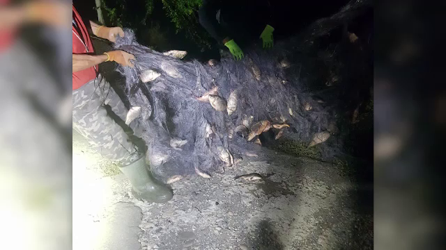 Peste două tone de pești au dispărut dintr-o fermă piscicolă din județul Mureș. 12 indivizi au fost reținuți