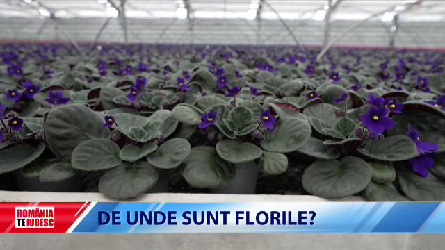 România a devenit o piaţă importantă pentru plante şi flori. Nu mai producem industrial, dar afacerile românești prosperă