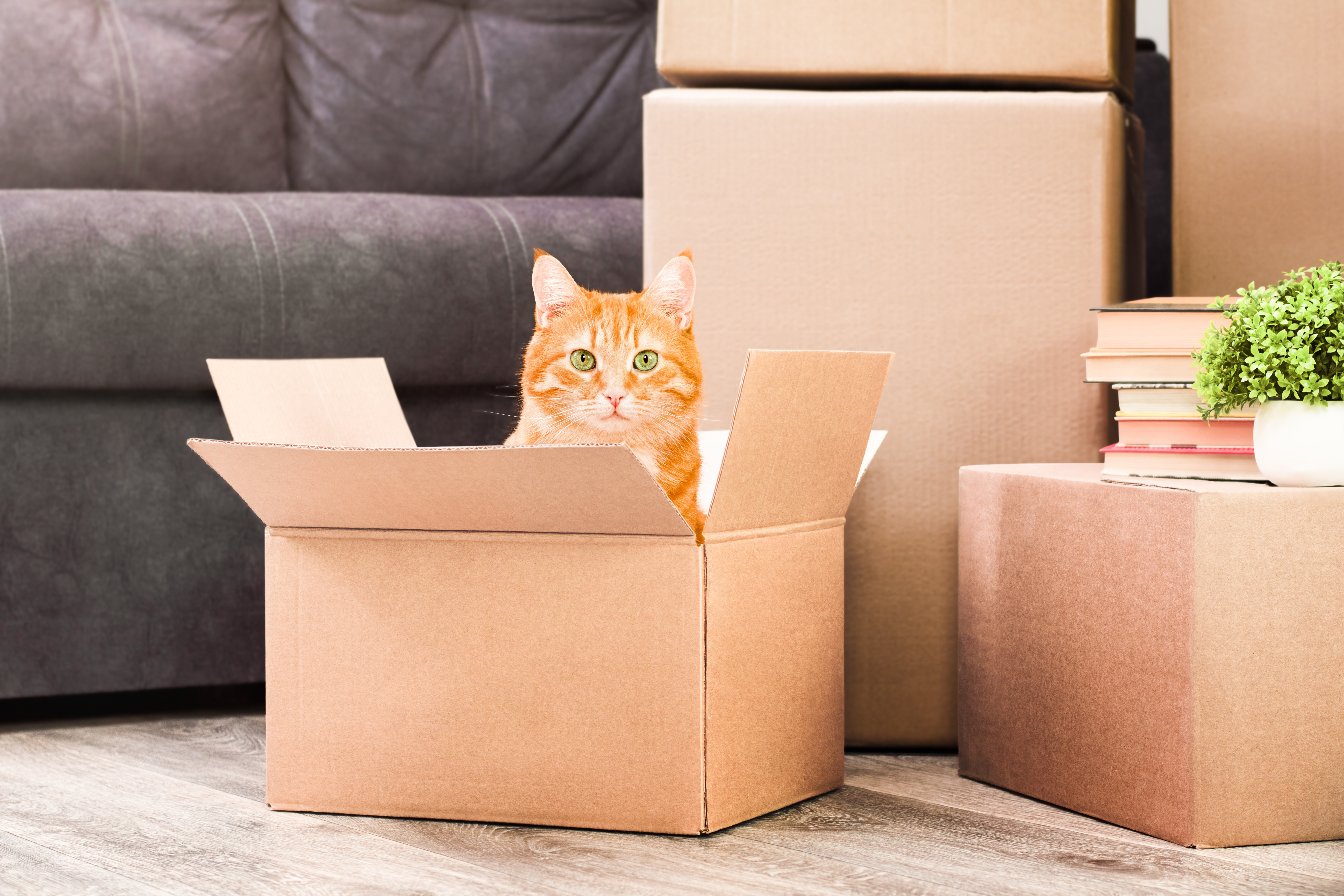 Un cuplu și-a expediat din greșeală pisica într-un pachet de retur. Unde a ajuns animalul după șase zile. „O glumă”