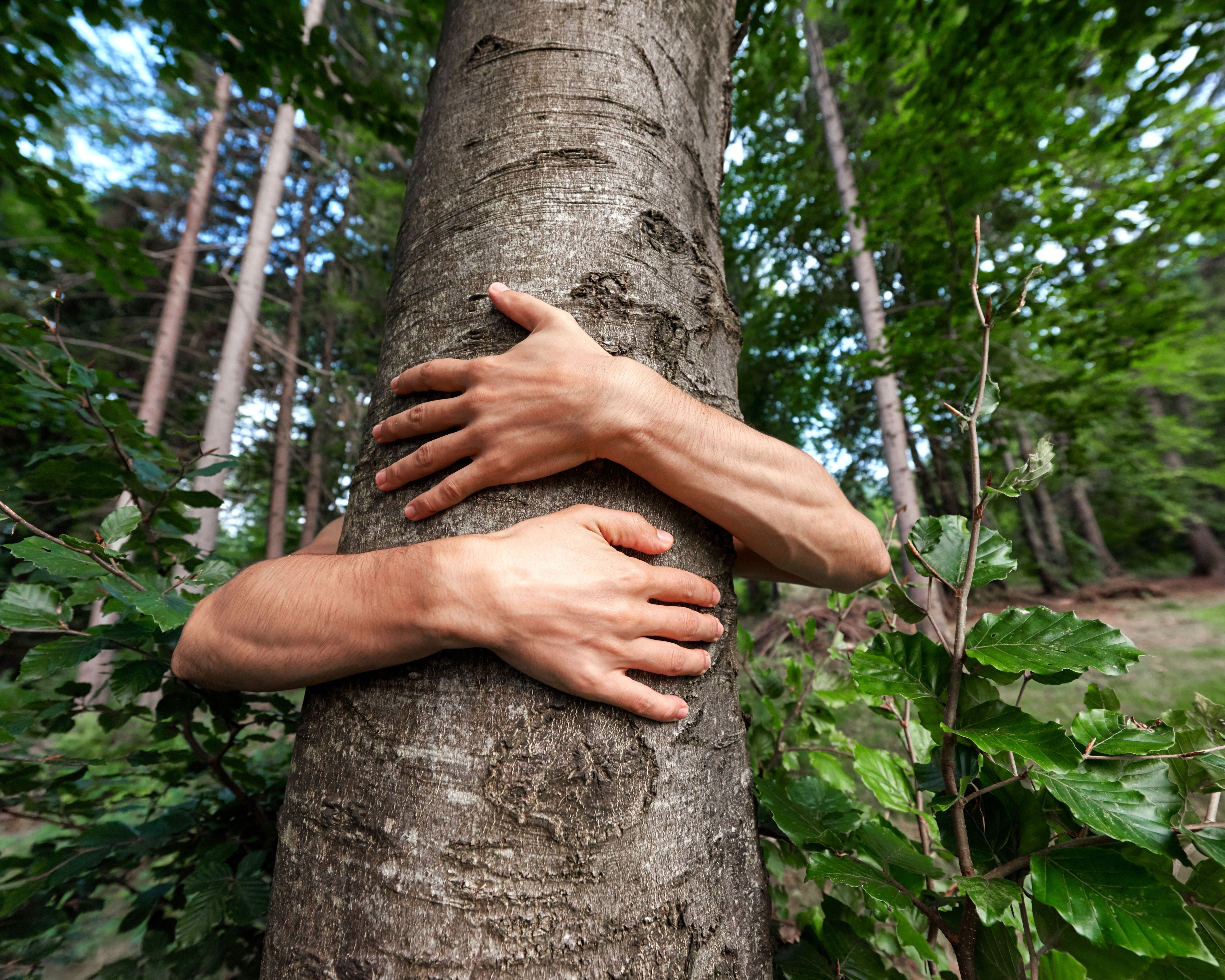 Intervenție dificilă pentru salvarea unui român blocat într-un copac, la șase metri înălțime. Salvatorii au avut un șoc