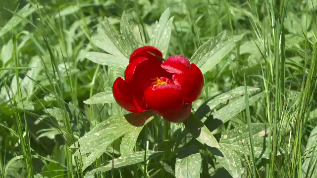 Bujorii sălbatici, un adevărat spectacol în rezervațiile din țară. Unde se pot găsi