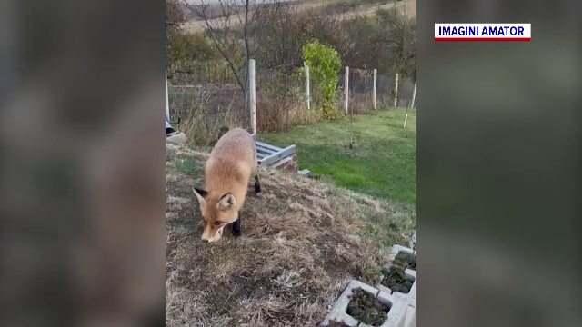 Oameni mușcați de vulpi în pădurile din jurul Bucureștiului. „Nu severitatea mușcăturilor ne îngrijorează”