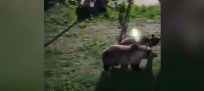 Motivul pentru care nu este bine să fotografiem urși. Specialiştii atrag atenţia că pot deveni periculoşi, deși par simpatici