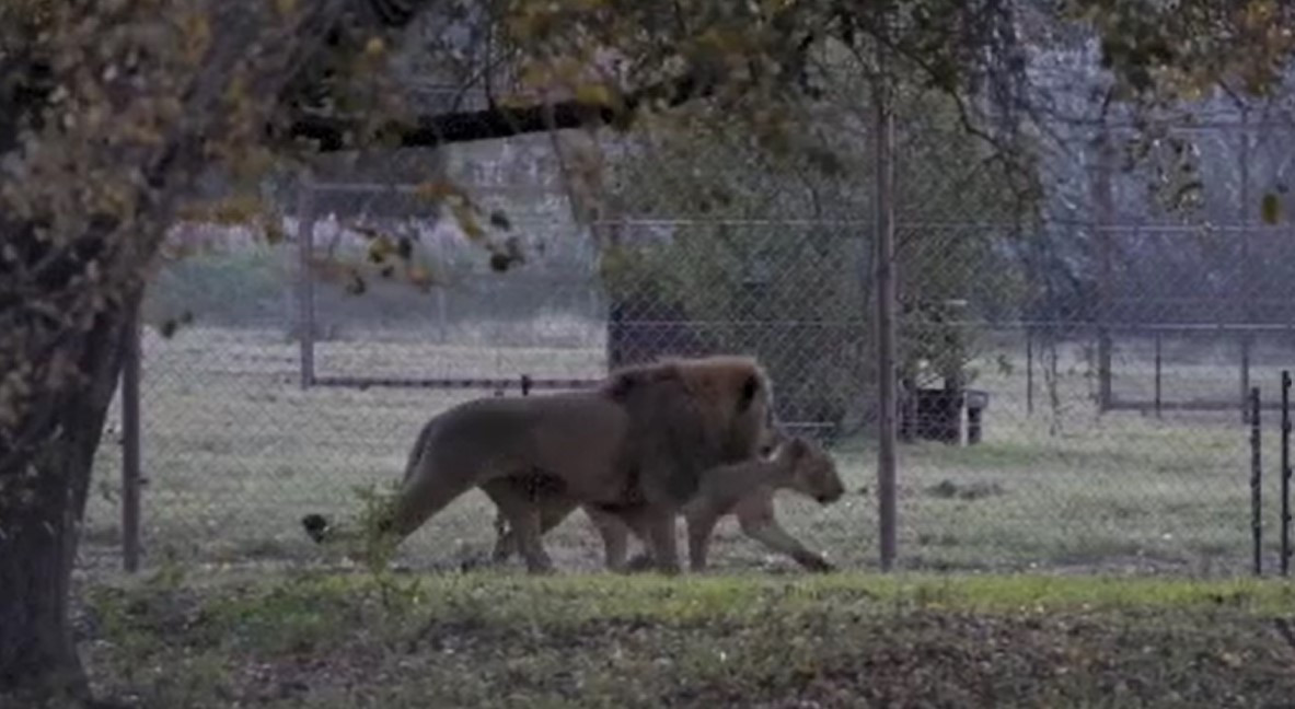 Miracol pentru Nikola și Vasilina. Unde au ajuns doi lei care au fost găsiți pe stradă, pe jumătate morți de foame