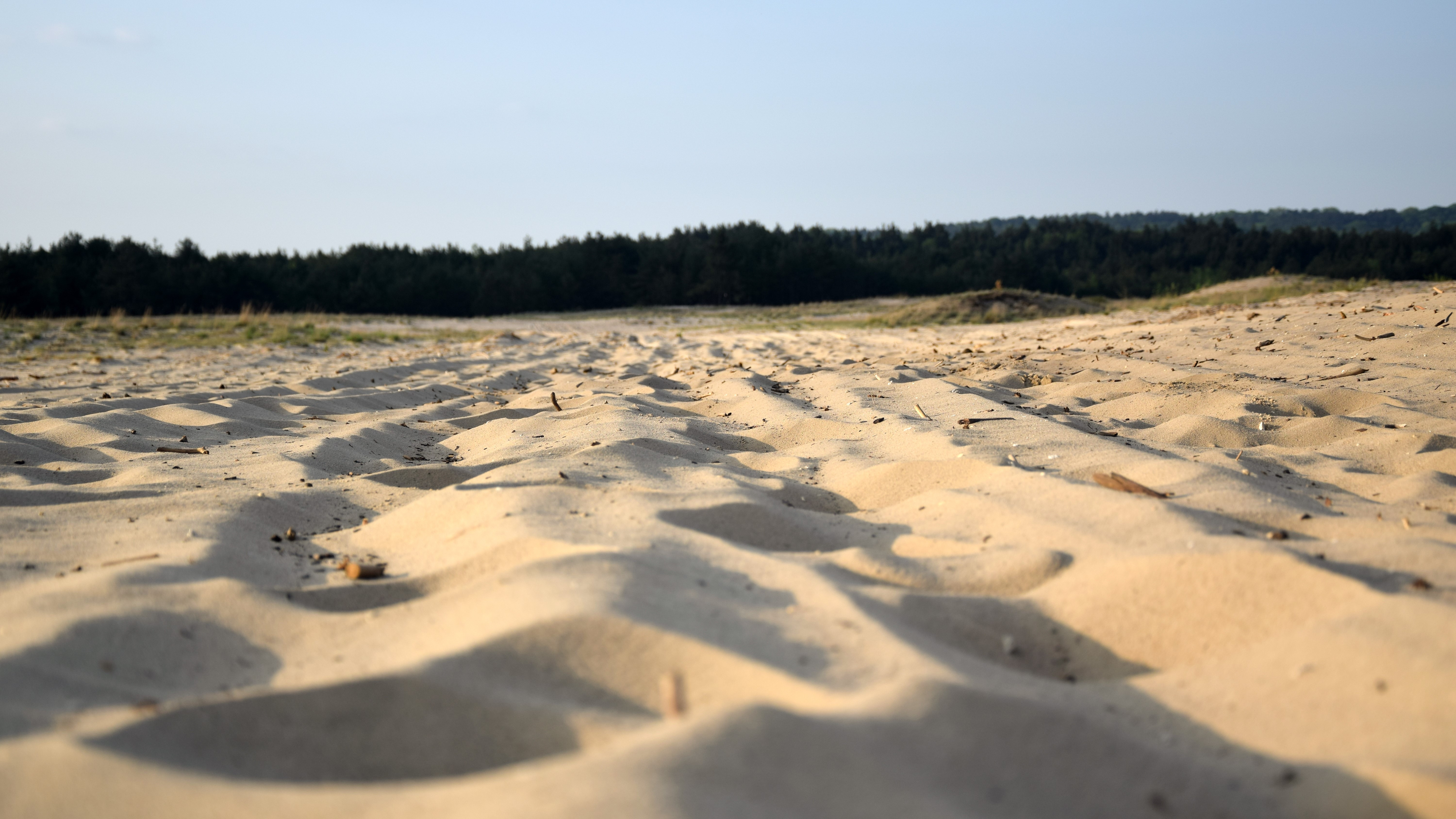 Sudul țării se va transforma în deșert, dacă nu plantăm 350.000 de hectare de pădure. “Până și în buza Saharei se plantează"