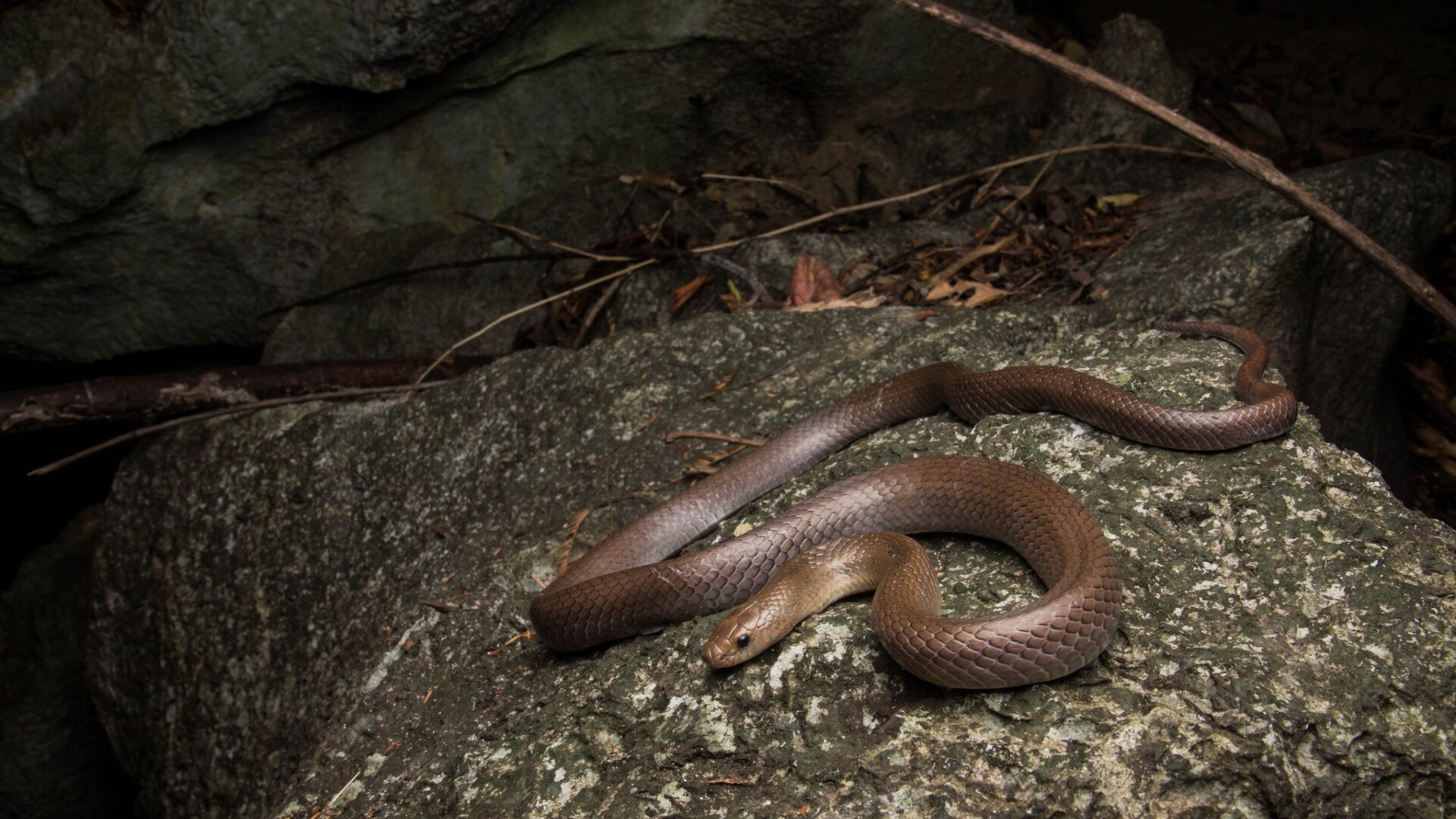 O specie nouă de șarpe a fost descoperită de doi cercetători. Are dinții „ca niște lame” și trăiește doar în anumite zone