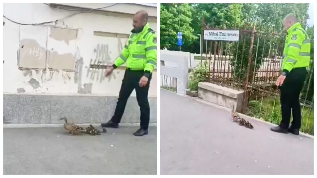 Imagini virale cu un polițist local din Cluj care ajută o rață cu boboci să ajungă înapoi în lac. ”Ce bine faceți!” VIDEO