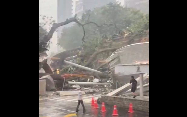 Momentul șocant în care un copac masiv se prăbușește peste un bulevard. O persoană a murit, mai multe mașini avariate. VIDEO