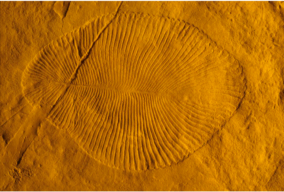 Cu peste 500 de milioane de ani în urmă, pe Pământ au apărut creaturi ciudate. Oamenii de știință cred acum că știu de ce