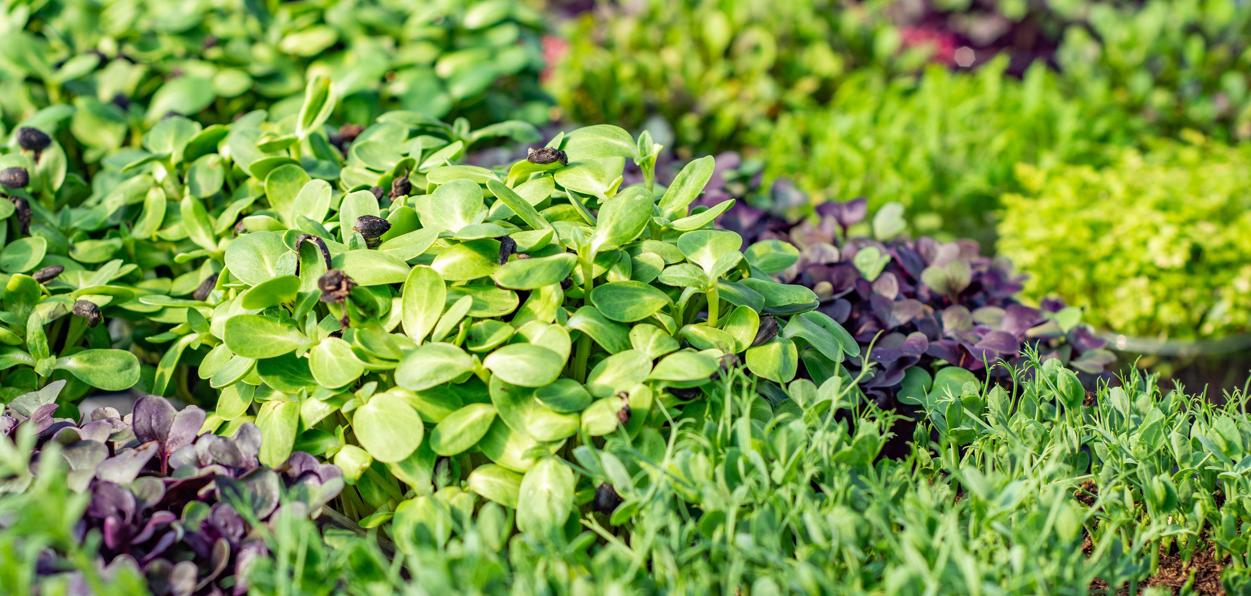 Afacere cu microplante în România. Secretele pe care trebuie să le știi dacă vrei să începi acest tip de afacere