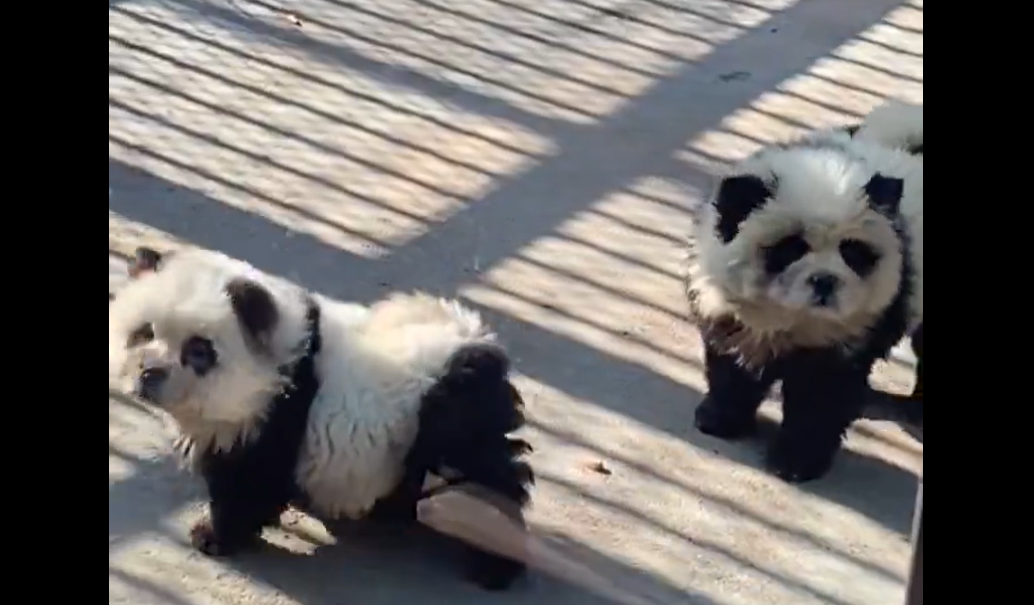 O grădină zoologică a vopsit mai mulți câini pe care i-a prezentat apoi ca urși panda. Ce a urmat VIDEO