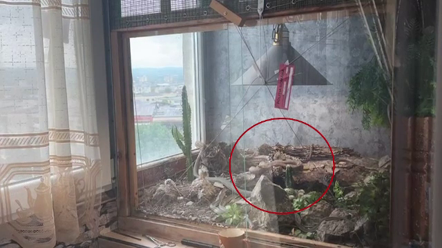 Bărbat din Severin, găsit mort în casă, printre mai mulți șerpi. Avea o crescătorie ilegală de reptile, printre care 3 vipere