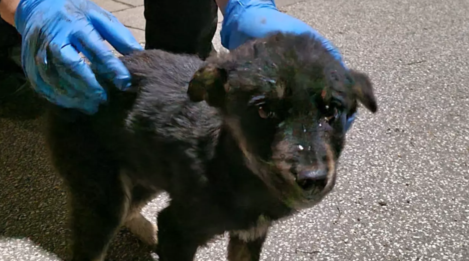 Un câine s-a ascuns în motorul unei mașini și a călătorit 19 ore din România până în Germania. Cum a fost salvat