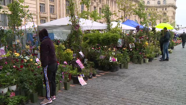 Plantele exotice au început să o ducă tot mai bine și la noi. Un român a plantat deja 1.200 de palmieri