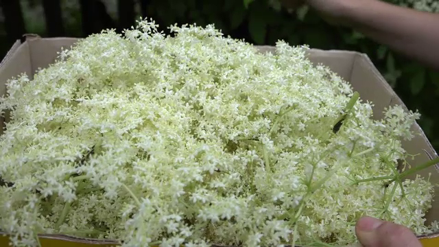 Socata va fi disponibilă anul acesta mai repede. Cât costă un litru de băutură bogată în antioxidanți