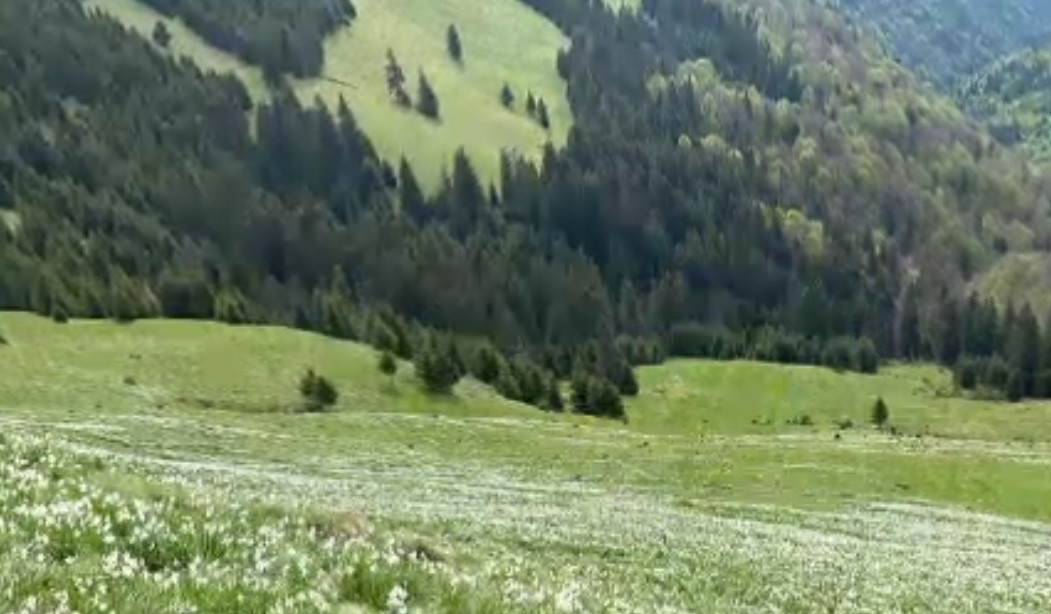 Fenomenul anual din Munții Rodnei care este tot mai căutat de turiști. Avertismentul lansat de autorități