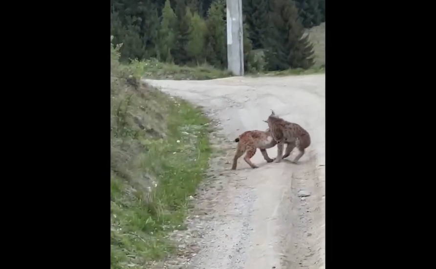 Imagini extrem de rare cu doi pui de râși care se ”hârjonesc” pe un drum din Vatra Dornei VIDEO