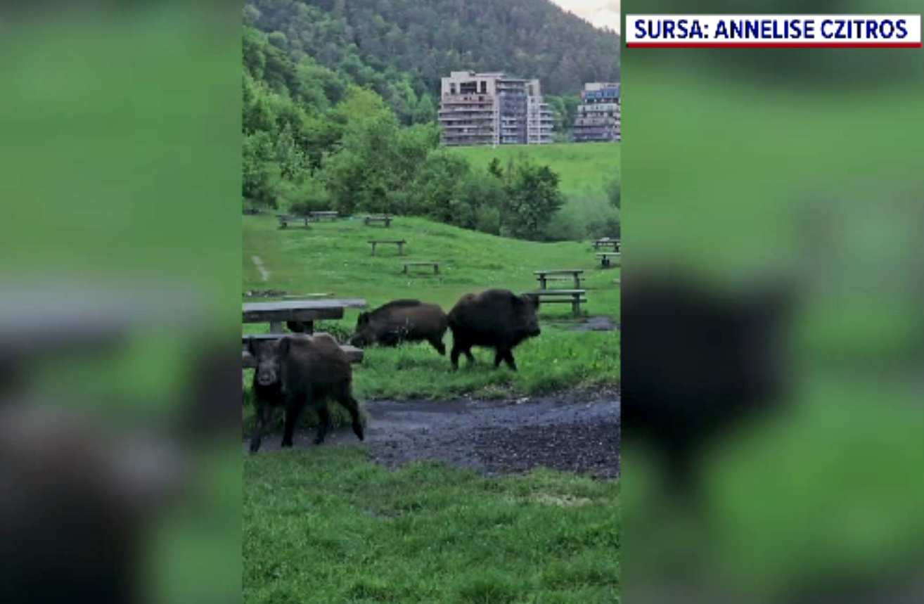 Creaturile care au început să terorizeze Brașovul, după urși. Localnicii le întâlnesc în fiecare seară pe străzi