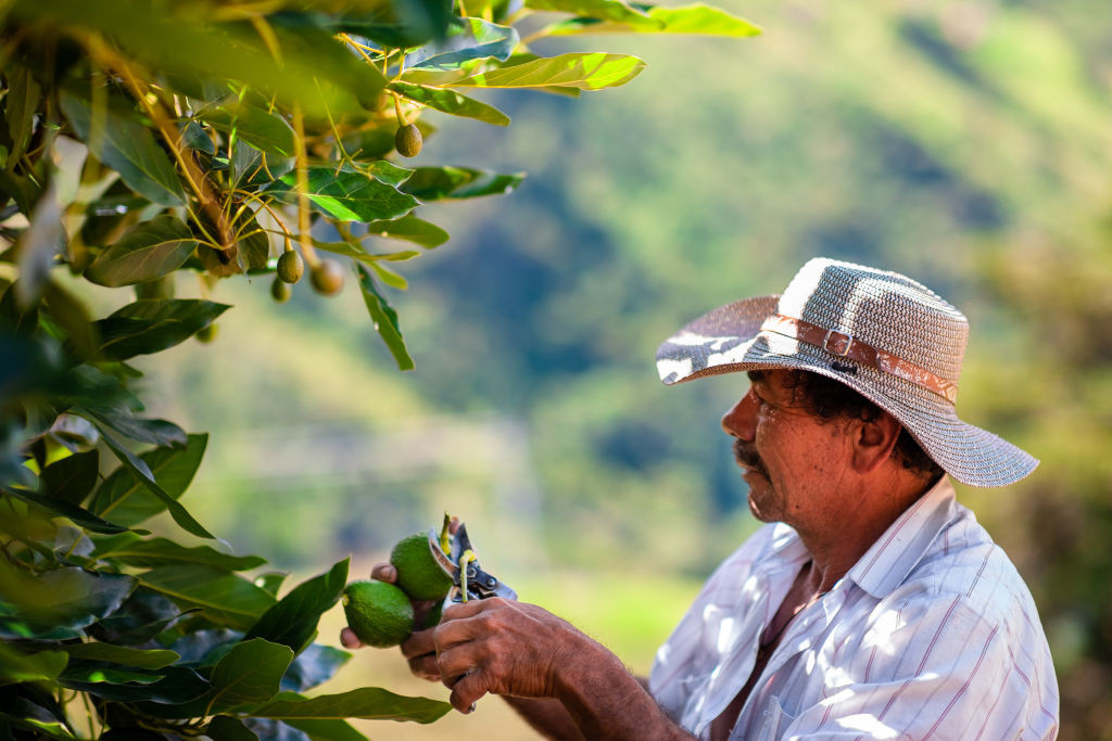 Un fruct preferat de tot mai mulți români riscă să nu se mai găsească pe piață. Alternativa recomandată