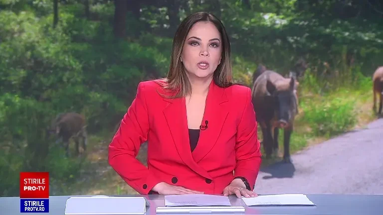 Creaturile care au început să terorizeze Brașovul, după urși. Localnicii le întâlnesc în fiecare seară pe străzi